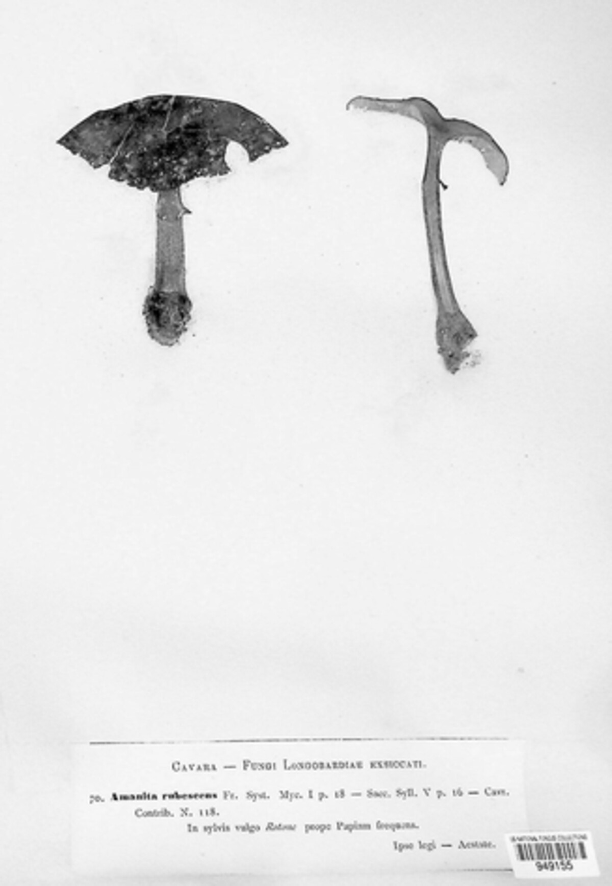 Amanita rubescens image